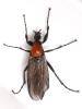 Bibio anglicus
